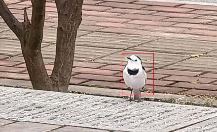 小鸟检测